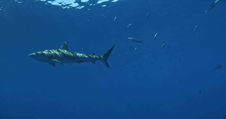 A diver films a shark swimming around
