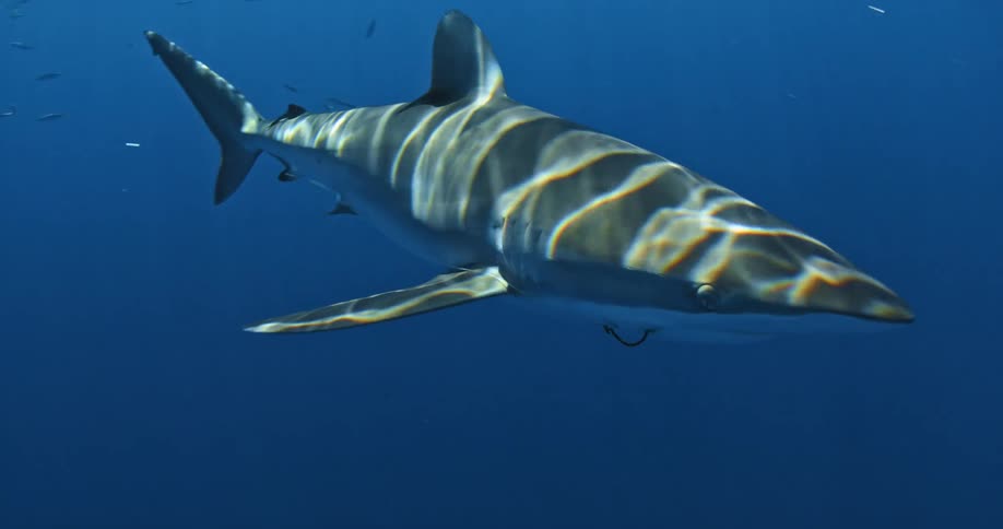 A shark swims in the blue ocean water as a scuba diver watches