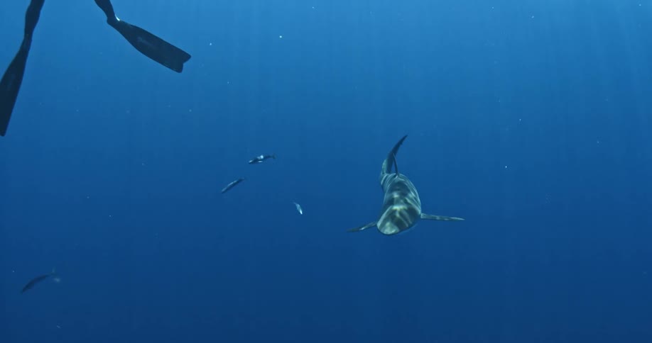 A scuba diver swims near a shark
