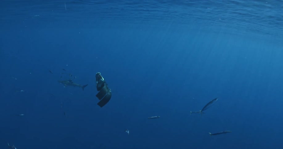 A scuba diver swims in the ocean near many fish and a shark
