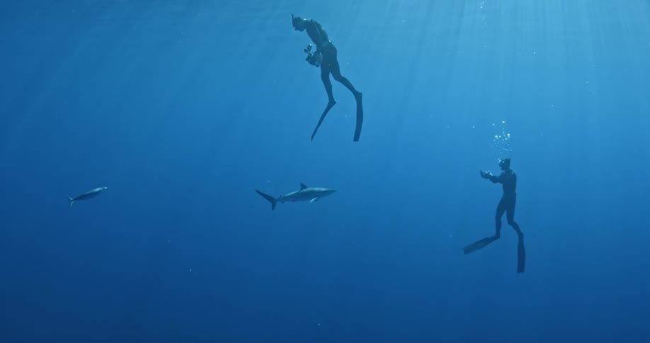 Scuba divers swim in the ocean near a shark