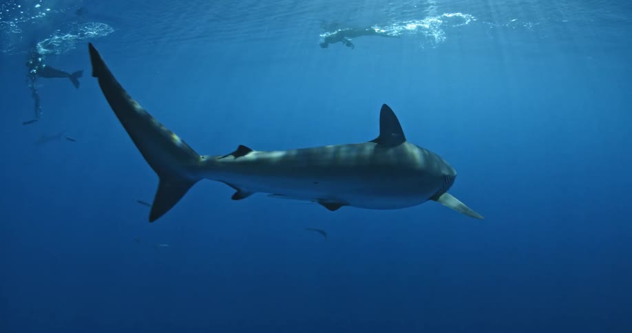 Divers photographing shark swimming in ocean water