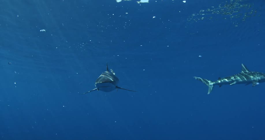 A couple of sharks slowly swimming and then getting close to the camera