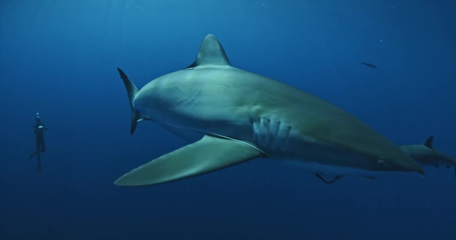A scuba diver swims near a shark in the ocean