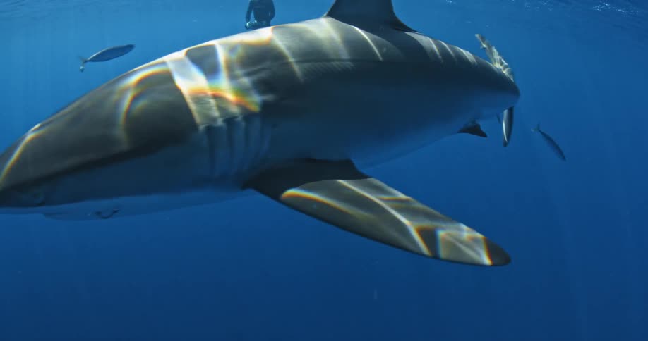 A scuba diver is floating near the top and filming a large shark as it swims