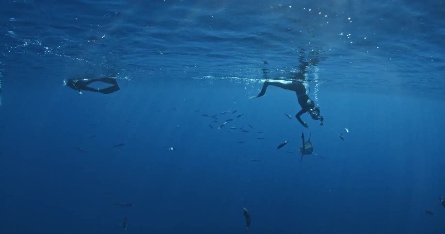 Scuba divers film a small shark swimming past