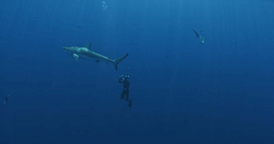 A diver swims with sharks in the ocean