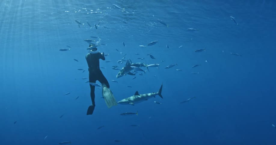 A scuba diver is taking photos of sharks and fish swimming