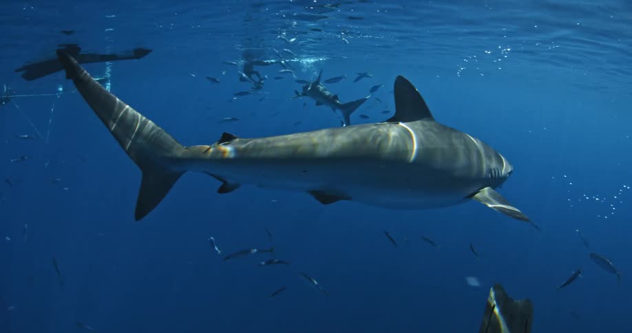 Sharks and fish swim near scuba divers