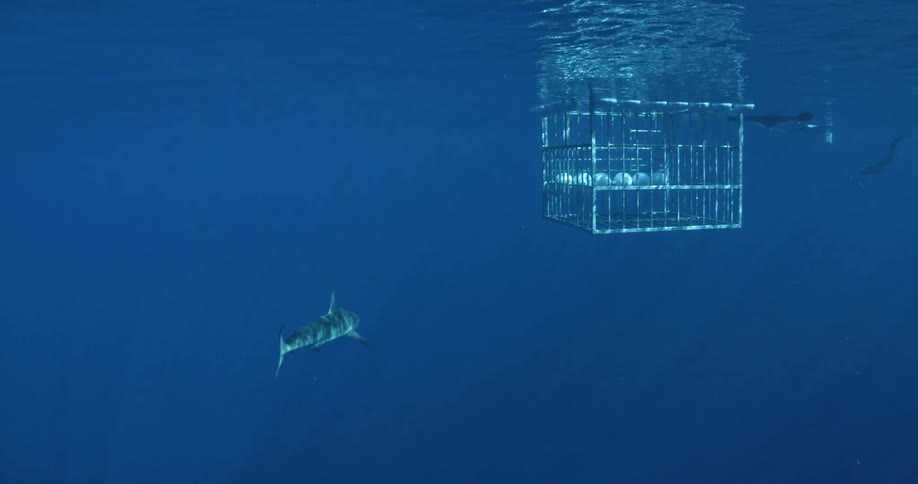 A shark swims near a shark cage