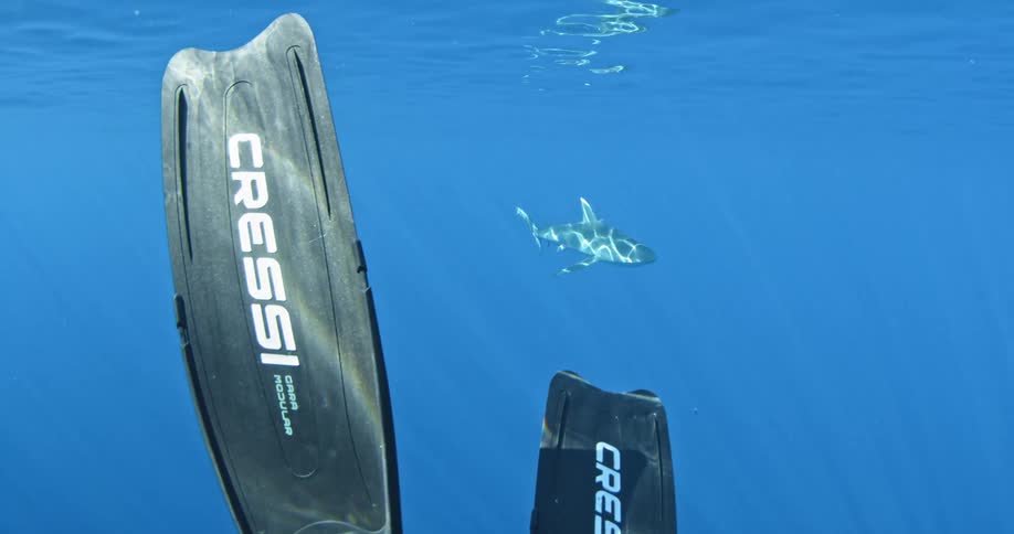 Two flippers are floating in the water with a shark in the distance