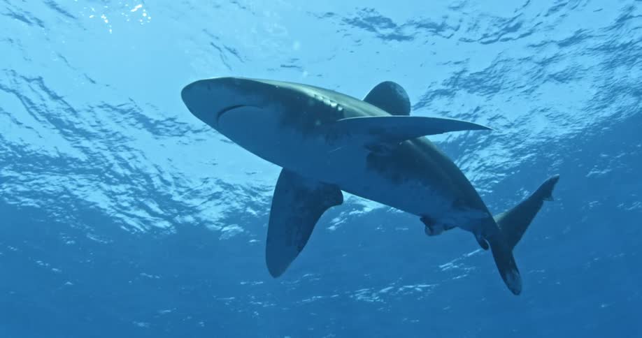 A shark swims in the water close to the surface above