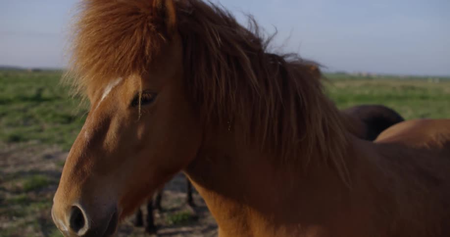 Close up of a hairy horse