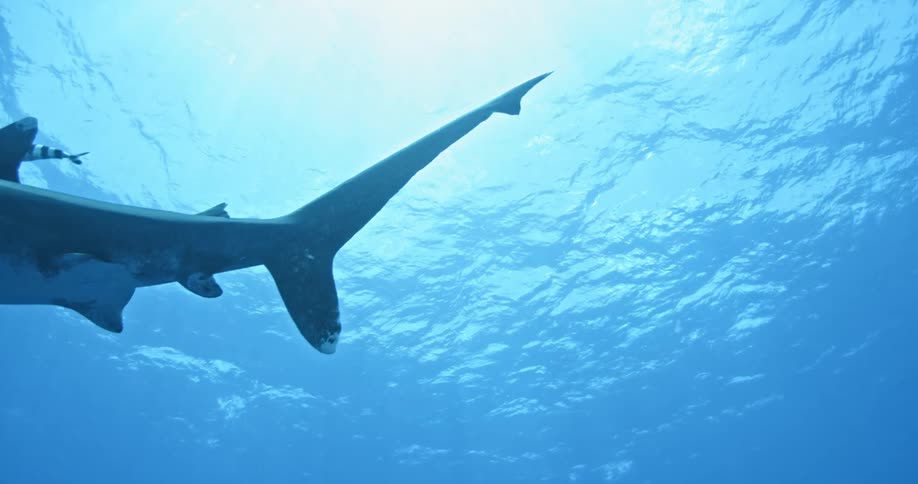 A shark glides across the water with the sun shining in
