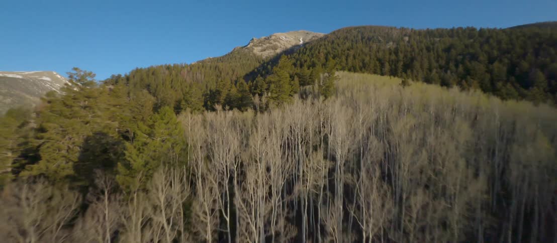 An aerial view of trees covering a mountainside in nature