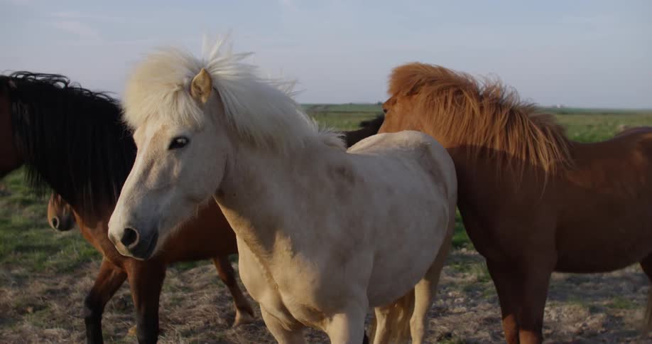 A group of horses walk in a field