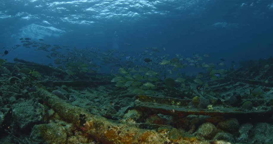 Fish swimming in the ocean