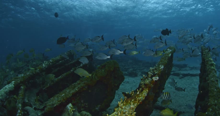 Fish are swimming near an old wreck on the bottom of the ocean