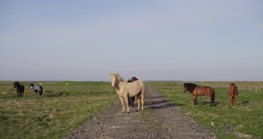 Horses are standing on a trail and grass field