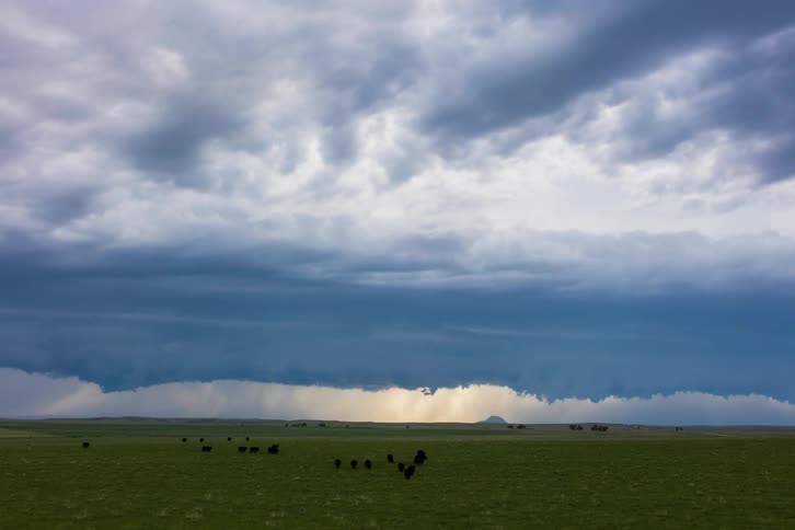 A herd of cows run over the field