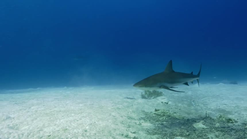 A shark swimming under water