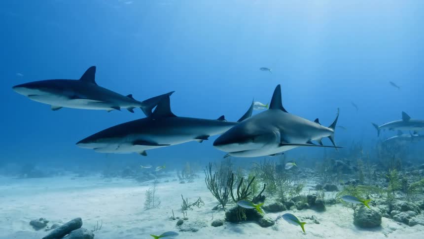 Underwater footage of sharks swimming over the white sands at the bottom of the blue ocean waters