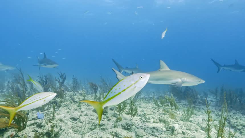Sharks and fish swimming under water