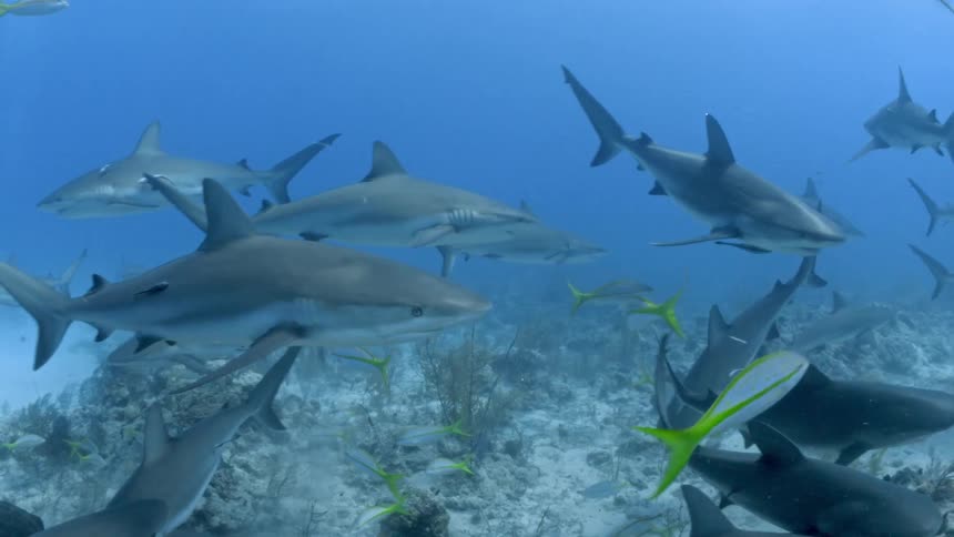Sharks and fish are swimming underwater