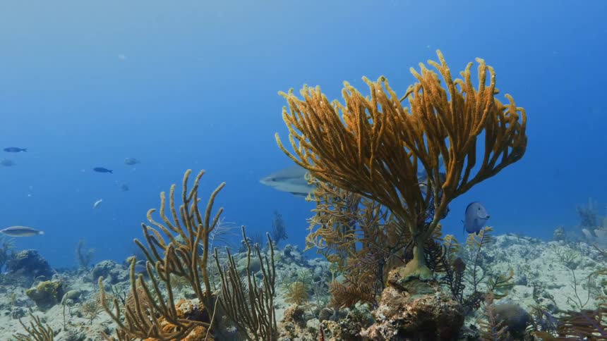 Sharks and fish swim near seaweed in an ocean