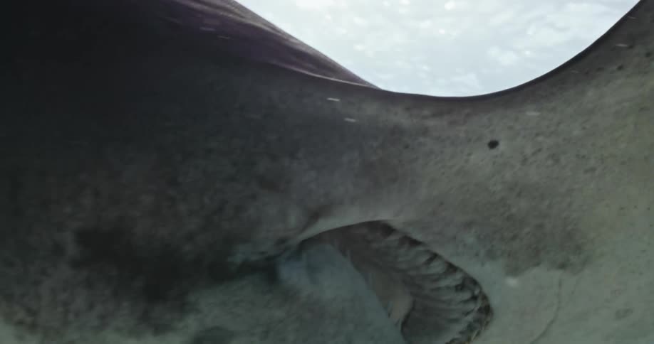 A hammerhead sharks swims in the open ocean