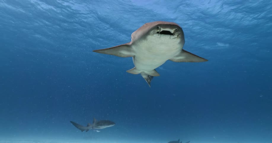 Sharks and fish swim above a sandy ocean bed in the sea
