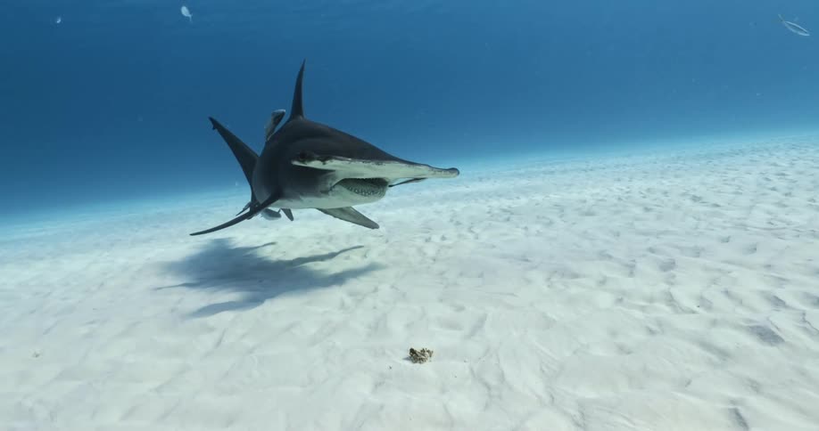 Hammerhead Sharks of Bimini Bahamas underwater