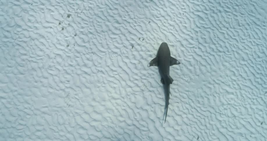 Shark rests on sandy seafloor swaying its tail