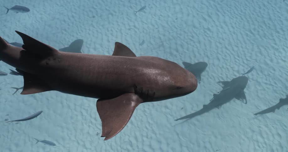 Underwater footage of a shark swimming over the white sands at the bottom of the blue ocean waters
