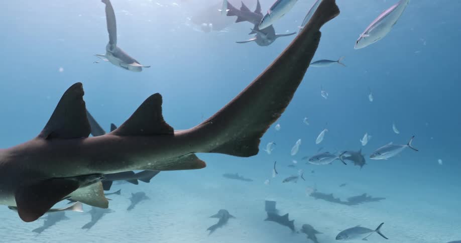 Sharks and fish swim in an ocean in the daytime