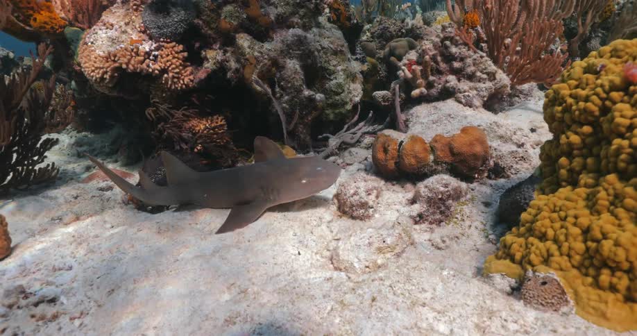 A baby Nurse Shark under water