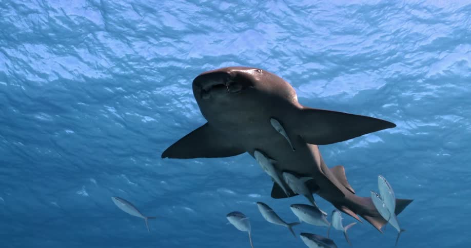 A shark with many fish swimming around it descends