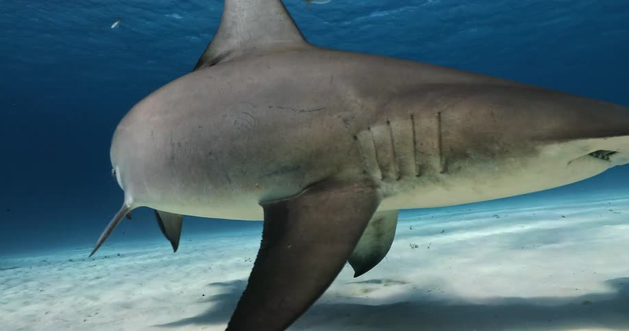 Hammerhead Shark swimming under water
