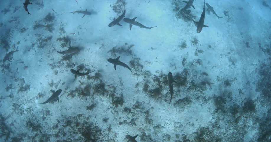 A game or shiver of sharks slowly swimming over the sand at the bottom of the blue ocean waters