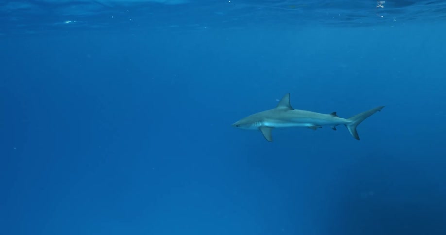 Underwater footage of a shark swimming on the blue ocean waters