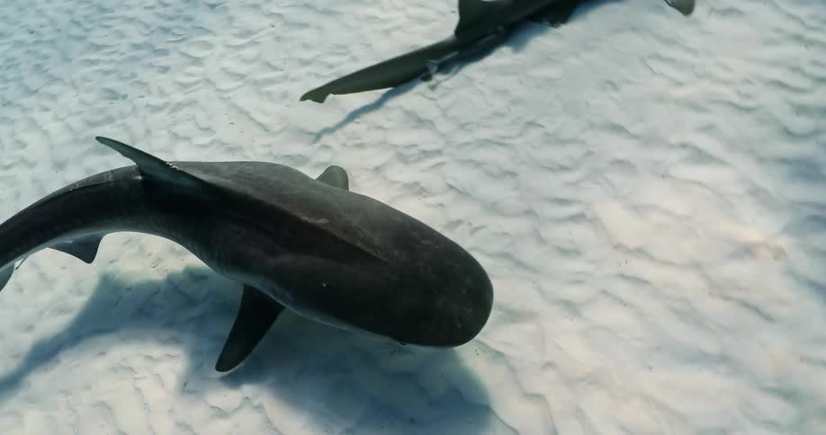 A Tiger Shark and Hammerhead shark over white sand underwater