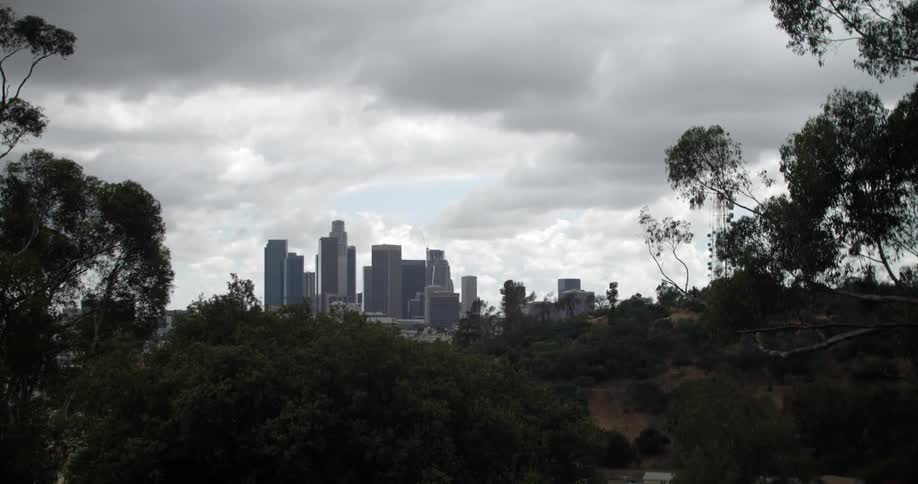 A city is in the distance behind these trees