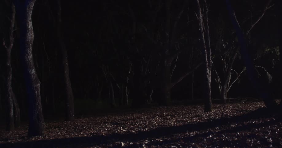 Dark forest with dry leaves at night