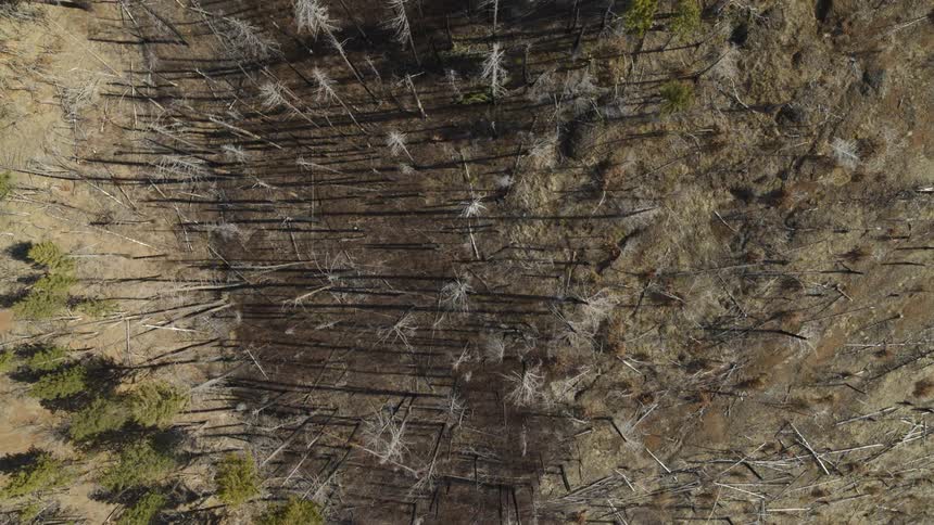 Top down view of dead and bare trees with stray logs littered along the ground