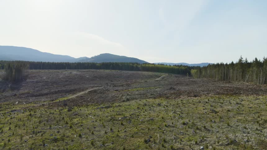 Traverse next to a lone tree standing amidst the stark landscape of an enormous clear cut