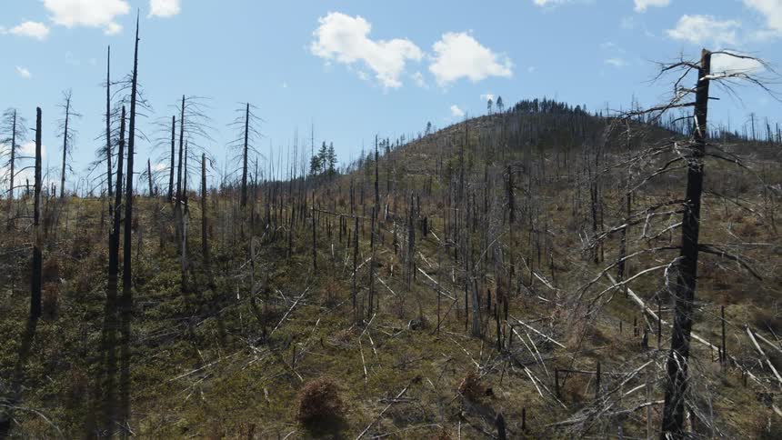 Pullback reveal of dead and blackened trees amidst a burnt out forest