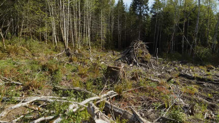 Skimming above stumps and debris in a clearcut near the edge of a forest