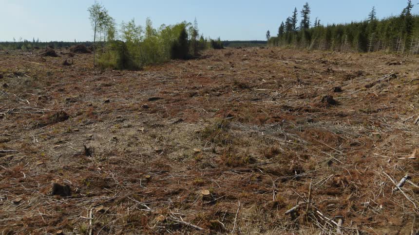 Pullback reveal over the cluttered ground of an enormous clearcut