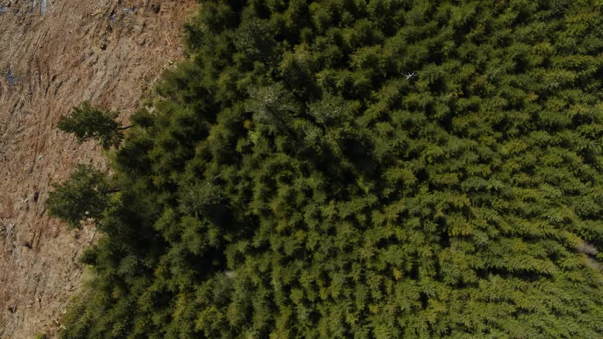 Subtle twist from over green forest to a bare and empty clear cut area