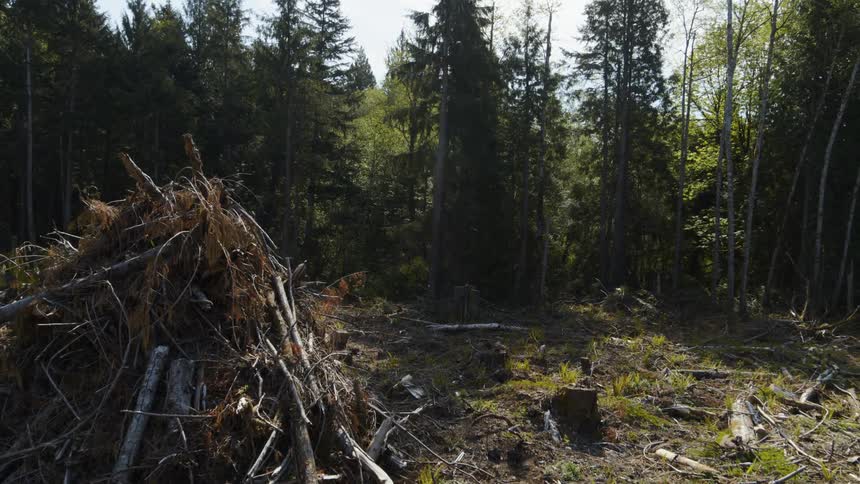 Stumps and pieces of cut trees surround a large debris pile at the edge of a clearcut section of forest